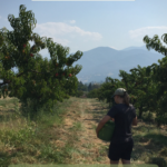 Girl on dirt path in between rows of peach trees under a blue sky. Text reads "How to Volunteer on Farms Around the World" "Guide to WWOOF: World Wide Opportunities on Organic Farms"